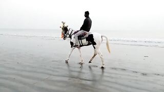 Horse video