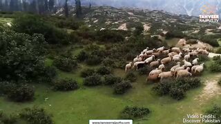 Swat Valley Tour