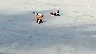 Birds fighting on the road