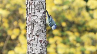 Beautiful bird voice