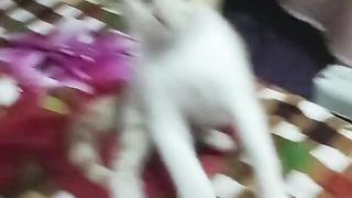 beautiful cat