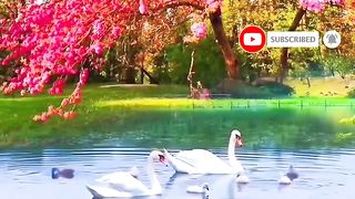 Nature video | follow