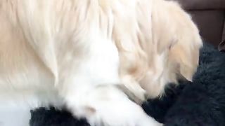 Golden Retriever  Reacts  to Tiny  kittens in his bed