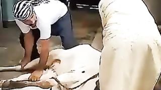 Cow cutting