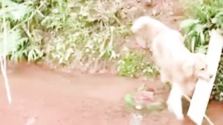 Dog helping cat