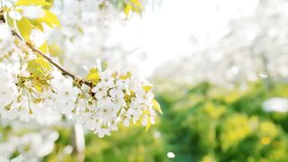 Relaxing Music- Beautiful, Flute, Meditation, Birds Singing, Water, Soothing Sleep(10 mins)