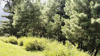Beautiful Quran recitation ever
