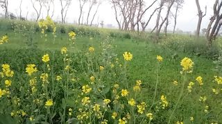 Natural Beauty of Village Video #04