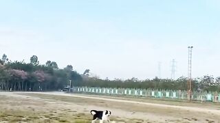 Animals funny moments