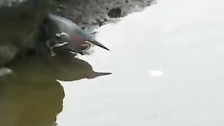 Nice Trick