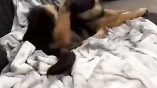 Смешные животные 6