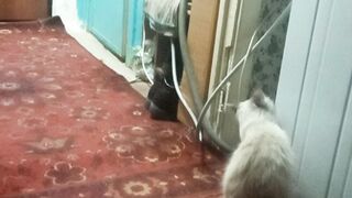 МУСИК СХОДИТ ССУМА