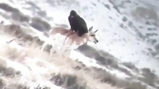 Fantastic eagle hunting