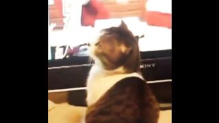 funny videos with cats