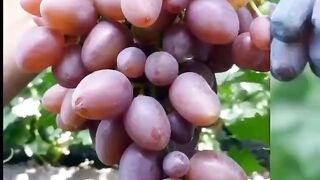 Виноград (vinograd)