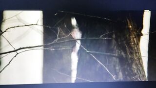 Бой