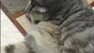 Кот поигрался и устал