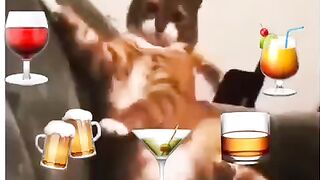 Приколы животные