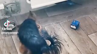 Домашний пес