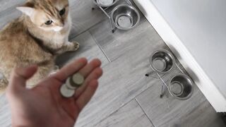 Заработок на телефоне