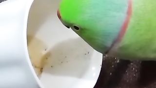 Parrot craving for a tea aggressively.