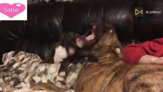 Cute Puppies Playing with Big Dogs Compilation - Funny Dog Videos
