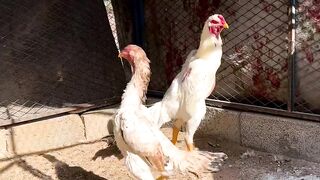 Shamo aseel /beautiful brids
