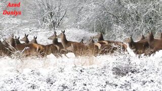 wild Life || wild animal life