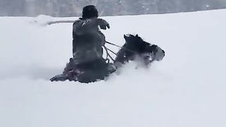 Horse in ice