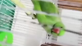 Parrot talking