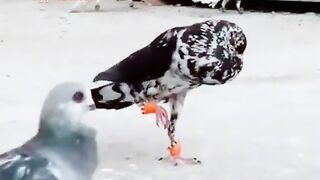 Tik tok vedio