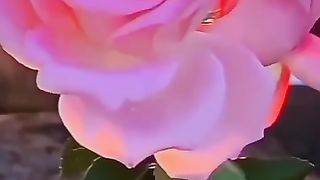 roseflower