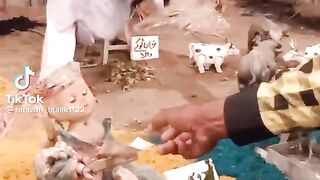 12rabi-ul-awal ki pahadiya