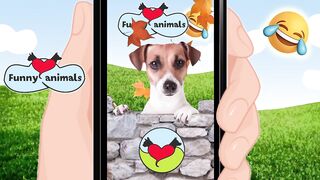 Funny Animals Video Compilation 2022 Cute and funny pets compilation