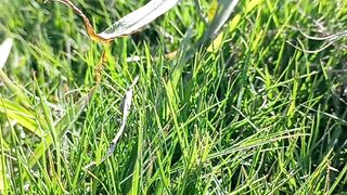 Meditation Nature Positive Energy | #naturelover | #shortsvideo
