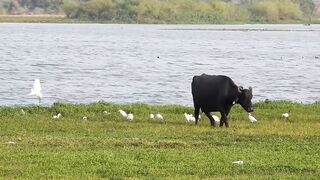 Buffalo