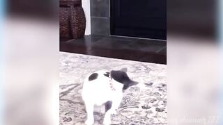 Cute Pets And Funny Animals Compilation