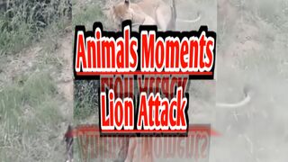 Wildlife |Animal |animals fight |lion hunt #short #viral #febspotshorts #samisarim