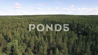 Beautyfull Forest