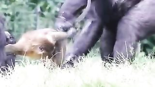 The monkey got caught in the middle of the mischievous gorilla