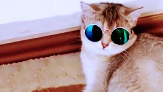 3 min of Funny Animals Compilation