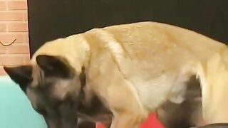 Funny videos from Tik Tok