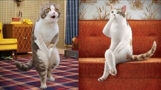 Cute Pets And Funny Animals Compilation