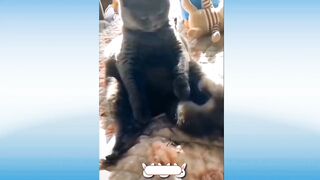 funny animals compilation try not to laugh