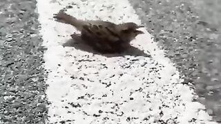 Parindo k lye paani rakho