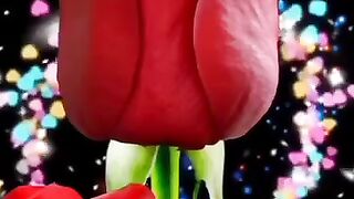 Beautiful roseflower