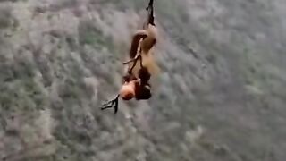 Monkeys funny video
