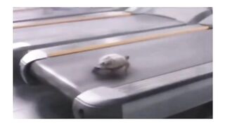 Tortoise_Run_Fast????????????