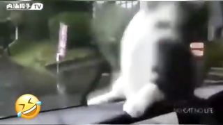 Funniest Animals ???? - Best Of The 2020 Funny Animal Videos ???? - Cutest Animals Ever Part 3