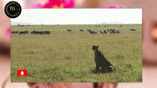 Leopard hunt animal | fects about leopard